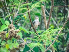 Coryphospingus pileatus