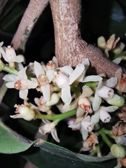 Guarea glabra excelsa