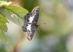 Gerosis phisara