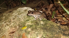 Lithobates brownorum