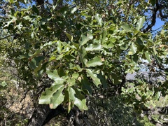 Quercus tuberculata