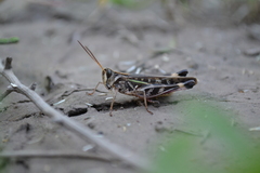 Rhammatocerus pictus