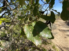 Quercus tuberculata