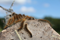 Eriogaster lanestris