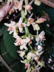 Guarea glabra excelsa
