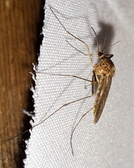 Culiseta inornata
