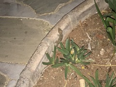 Chondrodactylus bibronii