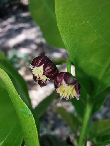 Sloanea terniflora