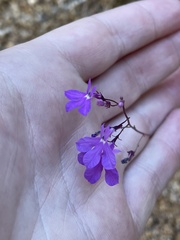 Lobelia aurita