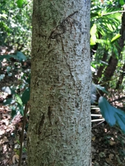 Guarea glabra excelsa