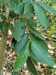 Guarea glabra excelsa