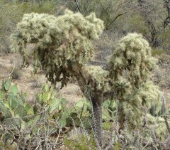 Cylindropuntia fulgida