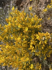 Ulex parviflorus
