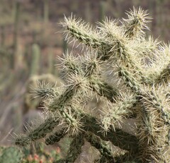 Cylindropuntia fulgida