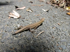 Takydromus tachydromoides