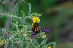 Xylocopa rufidorsum