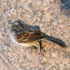 Zonotrichia albicollis