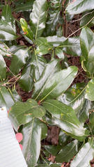 Magnolia grandiflora