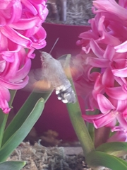 Macroglossum stellatarum