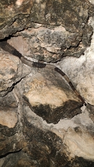 Ctenosaura similis