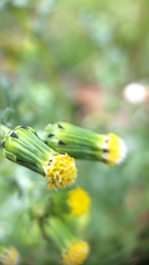 Senecio vulgaris