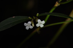 Hedyotis loganioides