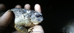 Sclerophrys regularis