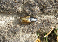 Melinopterus sphacelatus