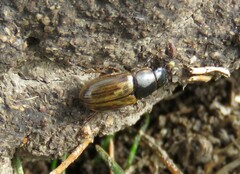 Melinopterus sphacelatus