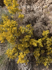 Ulex parviflorus