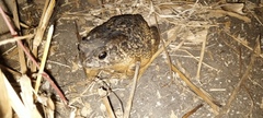 Sclerophrys regularis