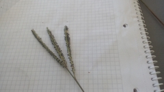 Paspalum distichum