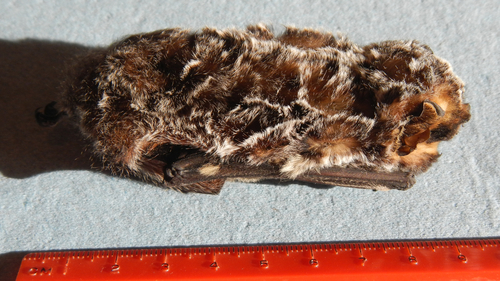 Northern Hoary Bat photographed in Nevada