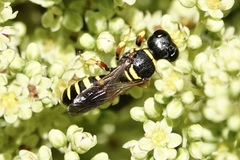 Ectemnius decemmaculatus