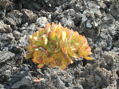 Aeonium lancerottense image