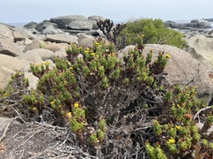 Haplopappus foliosus