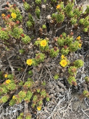 Haplopappus foliosus