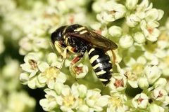 Ectemnius decemmaculatus