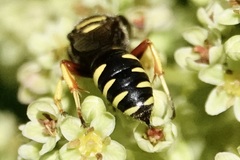 Ectemnius decemmaculatus