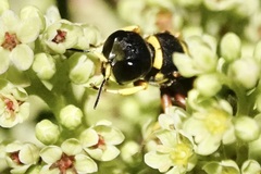 Ectemnius decemmaculatus