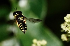 Ectemnius decemmaculatus