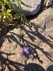 Nuttallanthus texanus