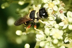 Ectemnius decemmaculatus