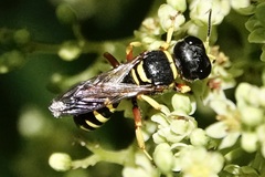Ectemnius decemmaculatus
