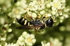 Ectemnius decemmaculatus