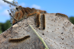 Eriogaster lanestris