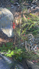 Russelia equisetiformis