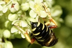 Ectemnius decemmaculatus