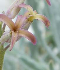 Matthiola fragrans