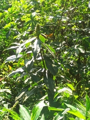 Costus laevis